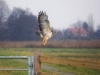 Vertrekkende roofvogel