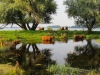 Schotse hooglanders