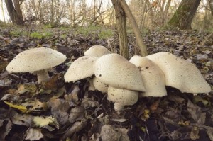 rafelige_champignon-piet_brouwer